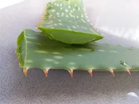 Aloe vera