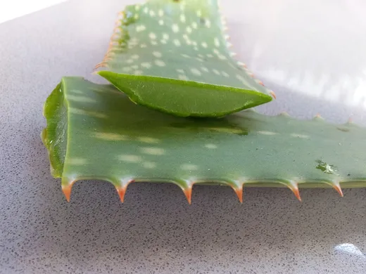 Aloe vera
