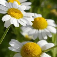 Manzanilla